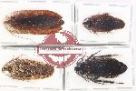 Scientific lot no. 118 Blattodea (4 pcs A, A-, A2)