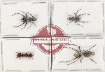 Scientific lot no. 37 Formicidae (4 pcs)