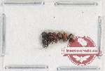 Scientific lot no. 177 Scolytidae (6 pcs)