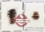Scientific lot no. 20BC Scolytidae (8 pcs)