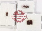 Scientific lot no. 179 Scolytidae (7 pcs)