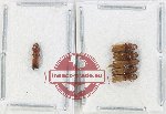 Scientific lot no. 176 Scolytidae (6 pcs)