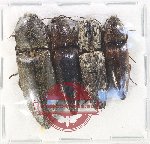 Scientific lot no. 211 Elateridae (4 pcs)