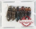 Scientific lot no. 209 Elateridae (6 pcs)