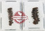 Scientific lot no. 217 Elateridae (21 pcs)