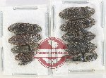 Scientific lot no. 213 Elateridae (10 pcs)