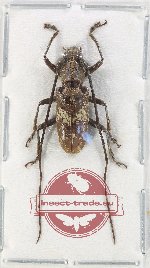 Epepeotes sp. 2 (A-)