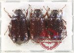 Scientific lot no. 235 Melolonthinae (3 pcs)