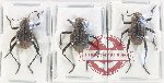 Scientific lot no. 473 Tenebrionidae (3 pcs A2)