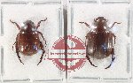 Scientific lot no. 379 Rutelinae (2 pcs)