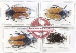 Scientific lot no. 53 Cetoniidae (4 pcs A, A-, A2)