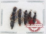 Scientific lot no. 148 Staphylinidae (5 pcs)