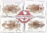 Scientific lot no. 6 Eulichalidae (4 pcs)