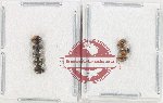 Scientific lot no. 125 Coccinelidae (8 pcs)