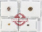 Scientific lot no. 124 Coccinelidae (4 pcs)
