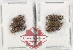 Bostrichidae Scientific lot no. 58 (6 pcs)