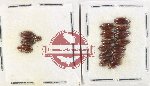 Noteridae Scientific lot no. 3 (16 pcs)