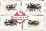 Scientific lot no. 187 Erotylidae (4 pcs)