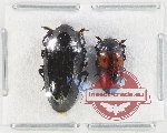 Scientific lot no. 184 Erotylidae (2 pcs)