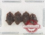 Scientific lot no. 190 Nitidulidae (4 pcs)