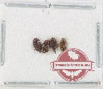 Scientific lot no. 192 Nitidulidae (4 pcs)