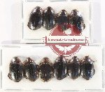 Scientific lot no. 186 Dytiscidae (10 pcs)