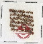 Scientific lot no. 197 Dytiscidae (95 pcs)