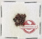 Scientific lot no. 200 Dytiscidae (12 pcs)