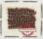 Scientific lot no. 194 Dytiscidae (80 pcs)