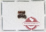 Scientific lot no. 203 Dytiscidae (8 pcs)