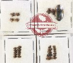 Scientific lot no. 192 Dytiscidae (29 pcs)