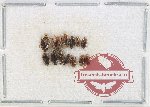 Scientific lot no. 205 Dytiscidae (13 pcs)