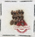 Scientific lot no. 188 Dytiscidae (13 pcs)