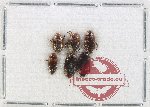 Scientific lot no. 204 Dytiscidae (6 pcs)