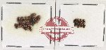 Scientific lot no. 201 Dytiscidae (23 pcs)