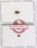 Scientific lot no. 206 Dytiscidae (2 pcs)