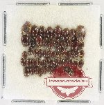 Scientific lot no. 190 Dytiscidae (58 pcs)