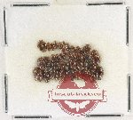 Scientific lot no. 202 Dytiscidae (42 pcs)