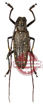 Batocera aeneonigra