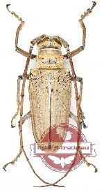 Rosenbergia weiskei (5 pairs)