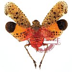 Penthicodes pulchella