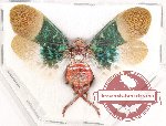 Scamandra silighinii