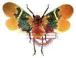 Scamandra sanana (A2)