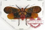 Scamandra polychroma (A2)