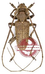 Acalolepta sp. 6
