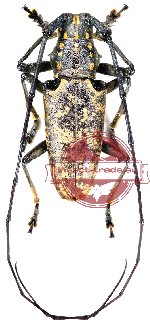 Epepeotes luscus F., 1787 (10 pairs)