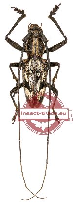 Pelargoderus vitticollis Gressitt, 1952