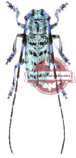 Anoplophora beryllina (5 pairs)