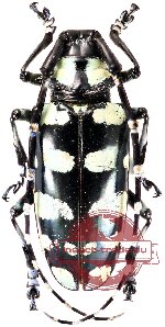 Anoplophora elegans