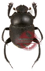 Gymnopleurus sp. 8 (7 pcs)